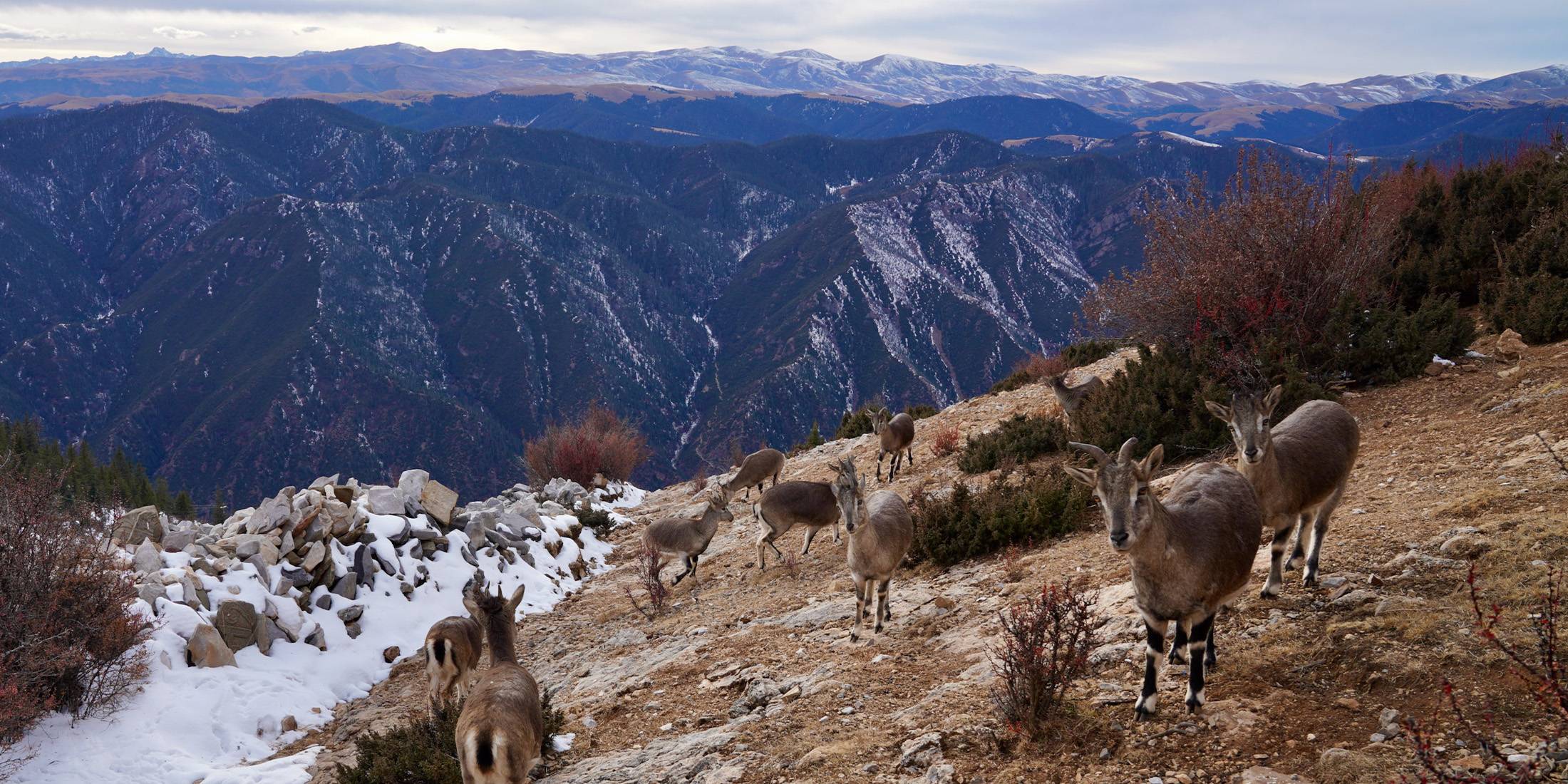 Tibet Wild Animals